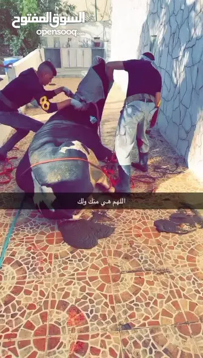 لحام متنقل ذبح أضاحي خاروف عجل بلدي جمل غنم بلدي روماني برزيلي كولمبي اسباني خروف بلدي جزار متنقل
