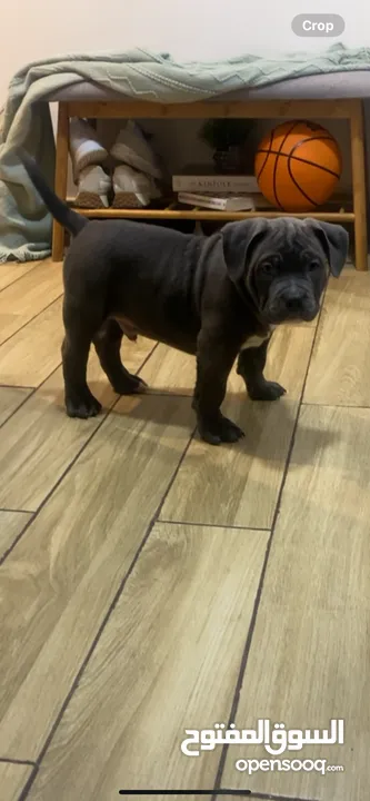 American bullies “ Blue Nose “ pocket size