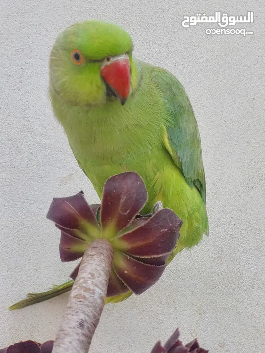 ببغاء درارة هندي ذكر اسمو كوكو عمر سنتين مطوق اليف جدا ما بعض نهائي لعوب بحب الاطفال