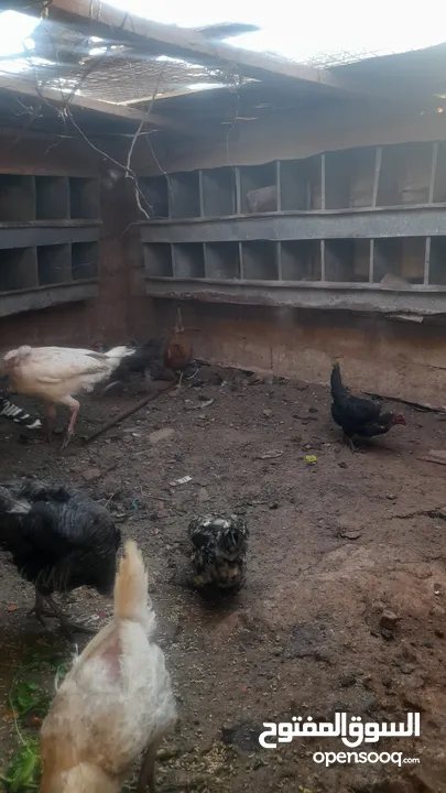 دجاج وحبش للبيع