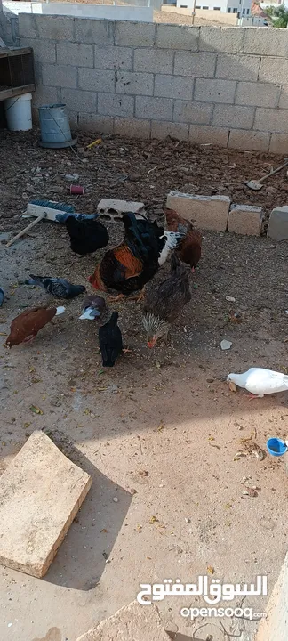 دجاج للبيع