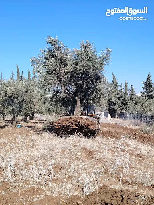 شجر زيتون عمر فوق 60 سنه للبيع ناعور