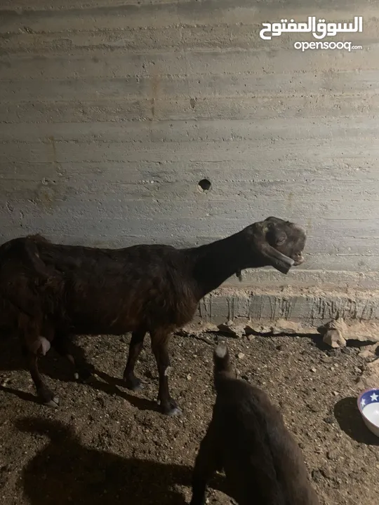 عنز شامية نخب للبيع معها جدي