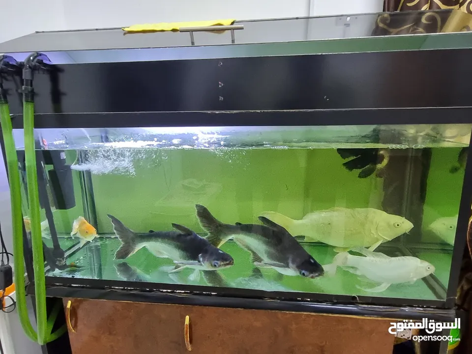 Complete Fish Tank Setup with Beautiful Live Fishes - Ready to Enjoy!