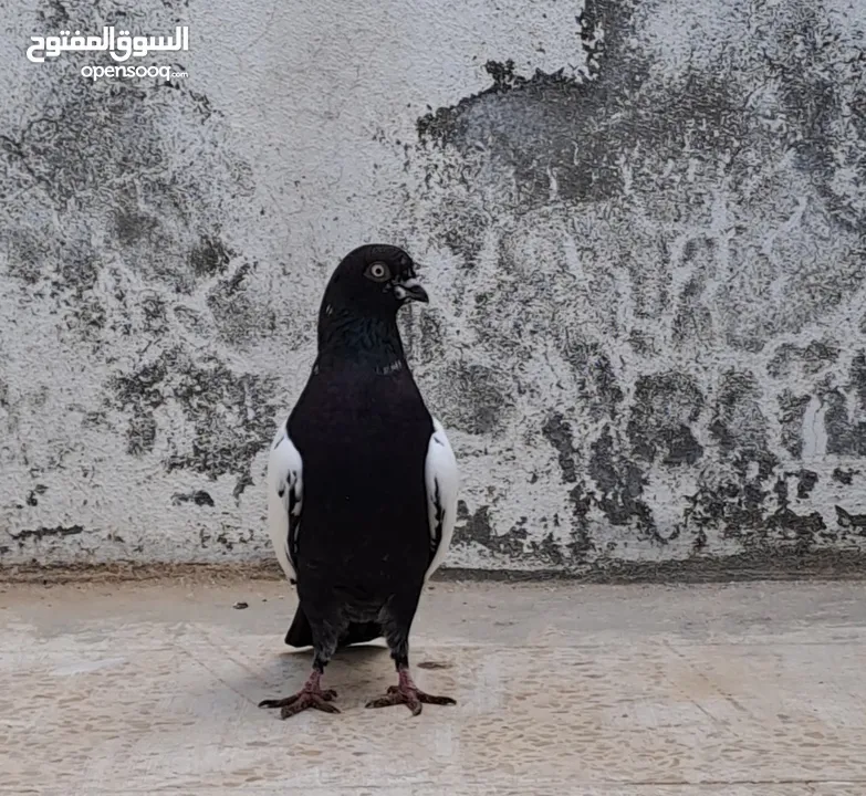 طيرتين بواقي الريشة