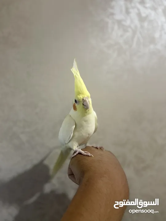 طير كوكتيل اليف جدا  زق يدوي ثوب جميل حبة جامبو العمر  عين حمرا 4شهور  لون مميز لاتينو بيعطي راس
