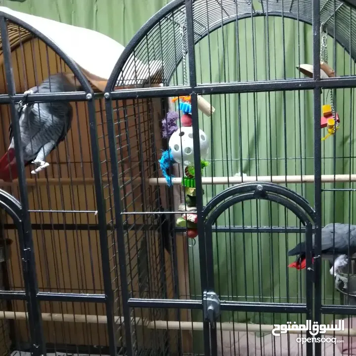 African gray parrots