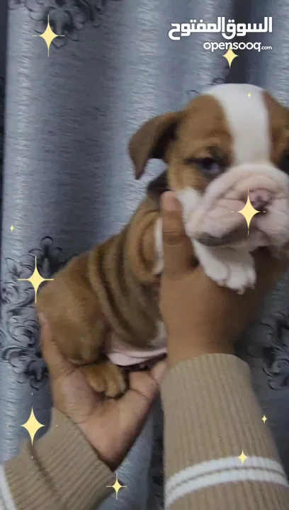 English Bulldog Female puppies