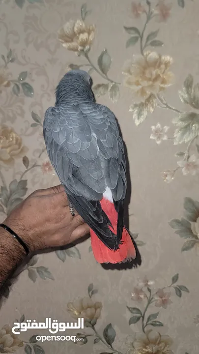 Kasko gray parrot