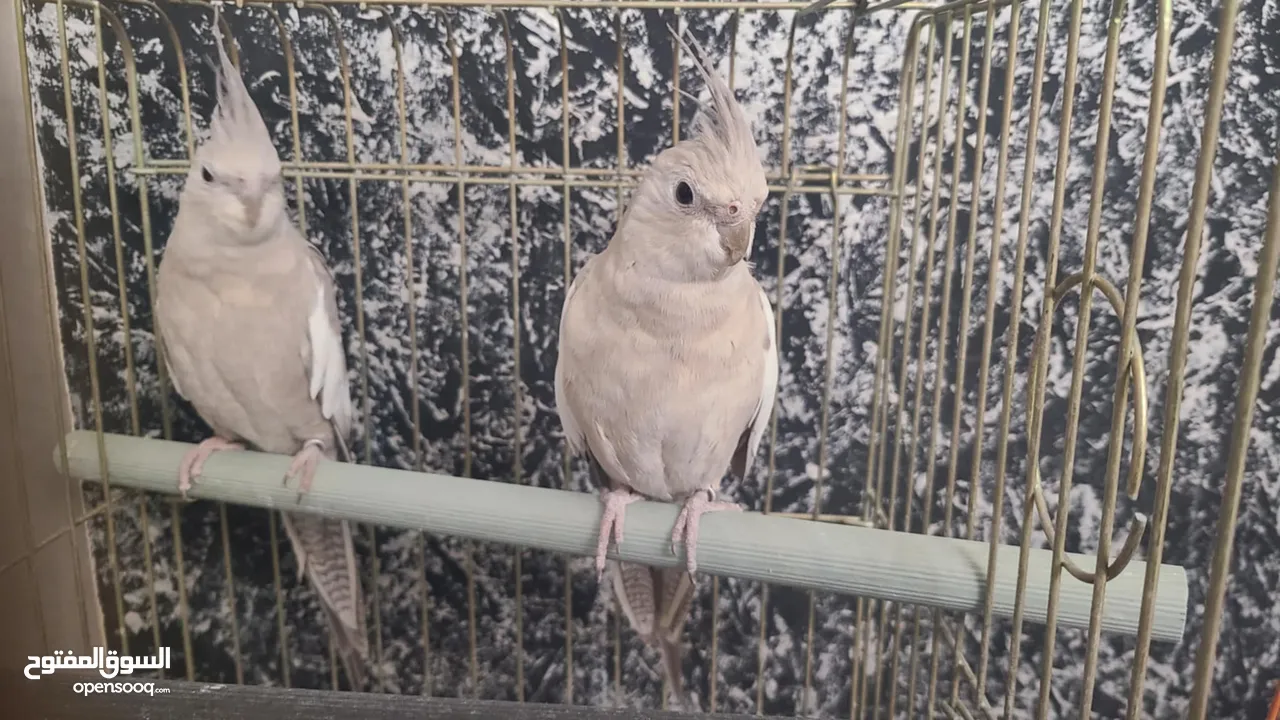 ببغاء وايت فيس