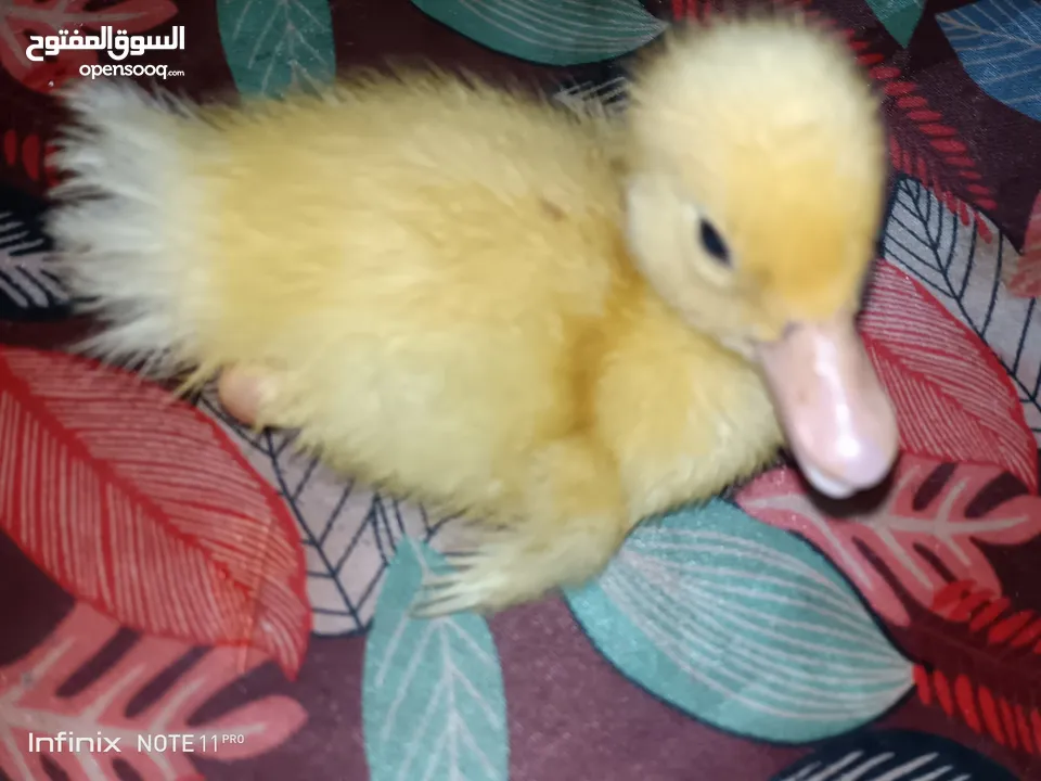 بطبوط بطه صوص مطعم    ا