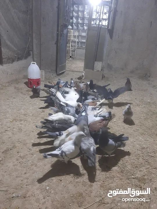 خم حمام للبيع انواع احجام