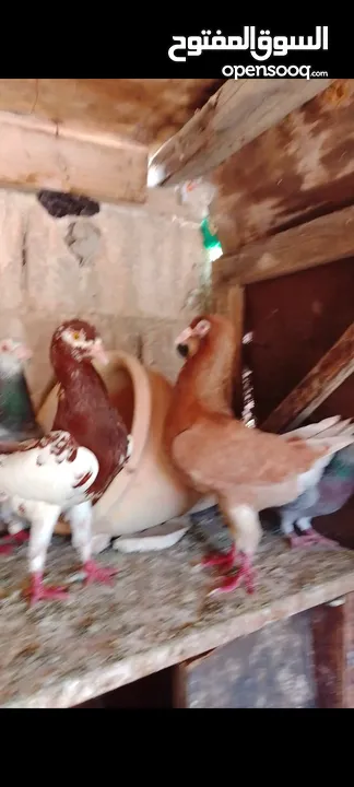 6 جواز شغالات للبيع اقراء الوصف قبل ماترن  كل جوز اله سعر؛او كوم ع 5 الجوز
