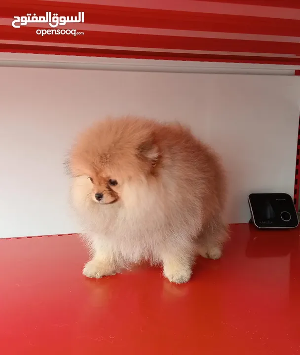 Imported Pomeranian Puppies