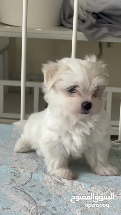 Maltese puppy’s available
