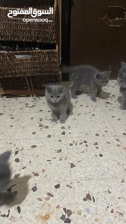 قطط منزلية جميلة للبيع – نظيفة وصحية Turkish Angora