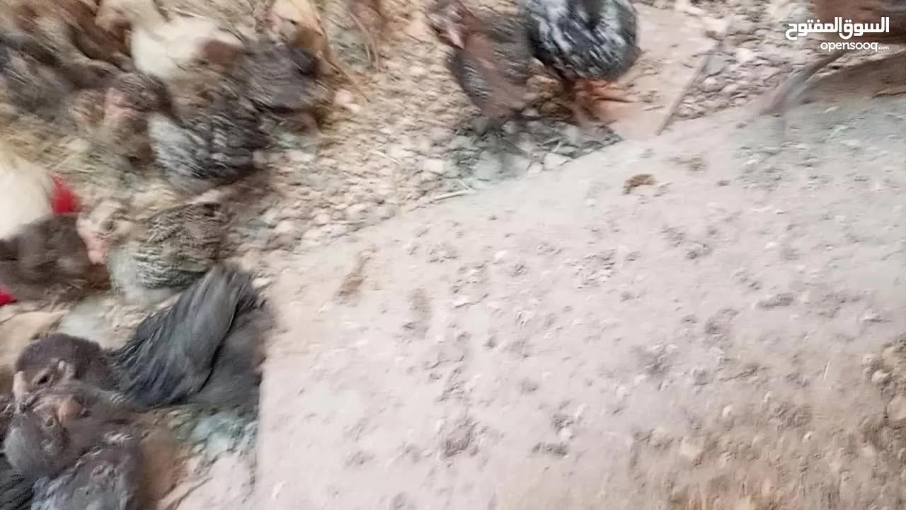 صيصان بلدي ومطروحي لوهمان فيومي عمر شهر