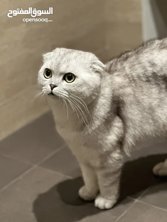 Scottish fold