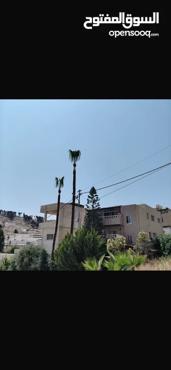 شجرتين نخل للبيع الصور اليوم الطول 15م