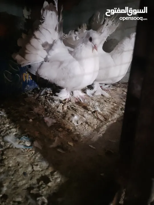 متاح جواز و حبات فلت موجودات طبربور سعرهن كويس
