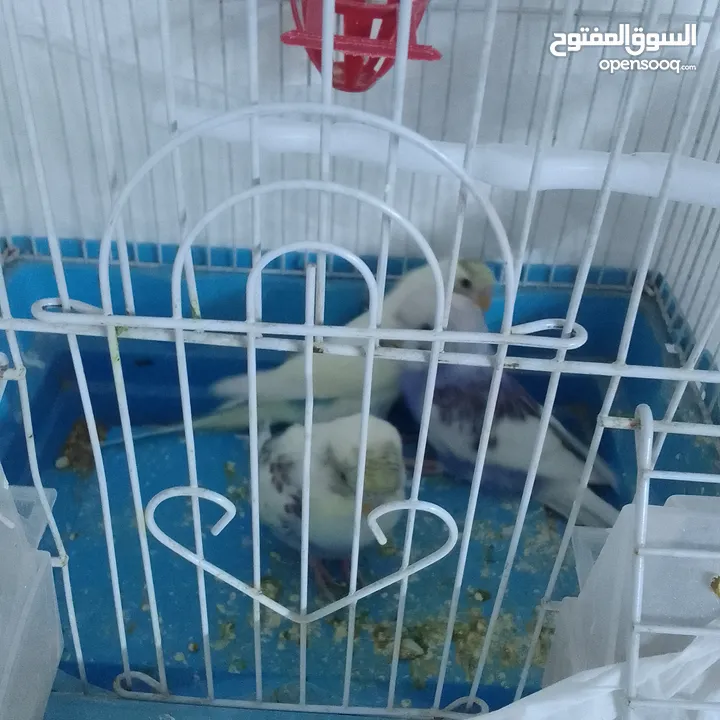 التواصل عبر واتس اب ببغاء كوكتيل  حجم كبير وعصافير حب مفتل و البينو وعادي عادي احجام كبيره