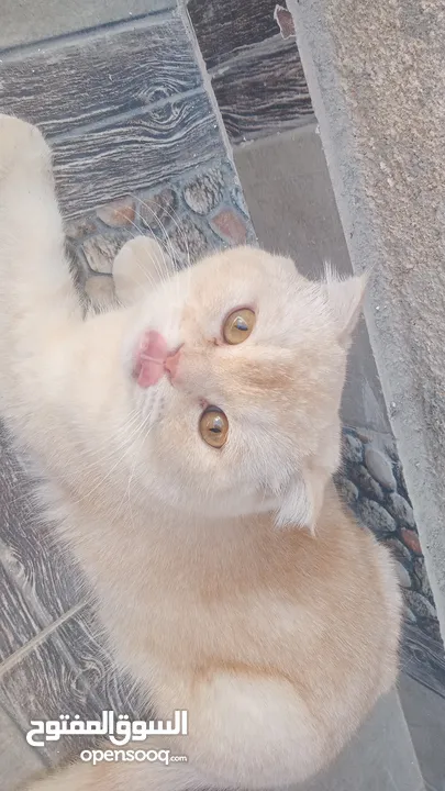 3قطط سكوتش فولد