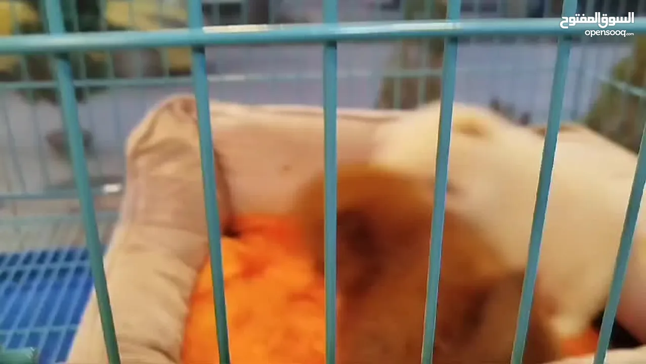 pomeranian puppy 2 months old