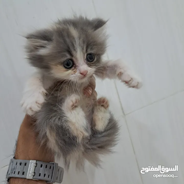 scottish and persian kitten for sale