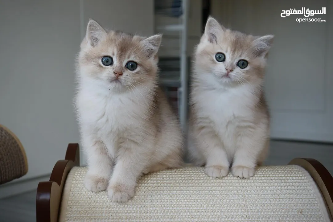 Pure British shorthair well trained and friendly