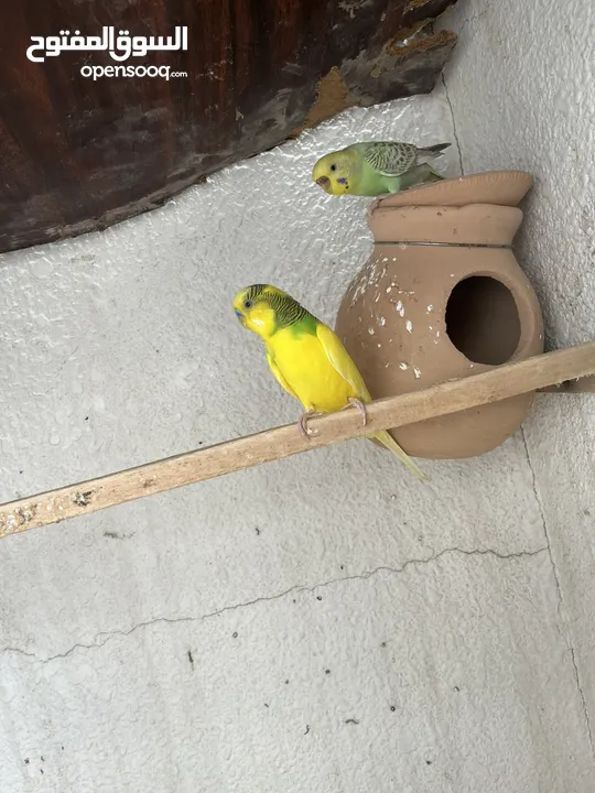 Healthy budgie’s pair