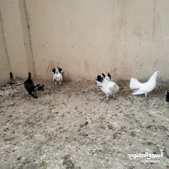 حمام للبيع