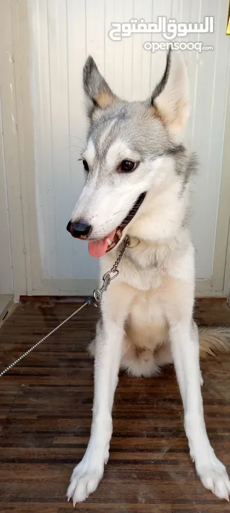 Husky for Adoption