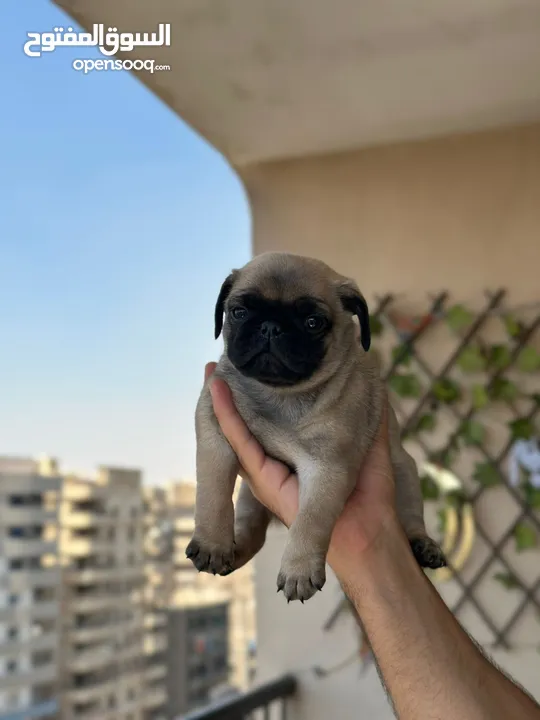 جراوي بج، pug puppies