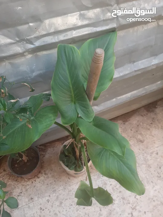 زريعه زينه للبيع