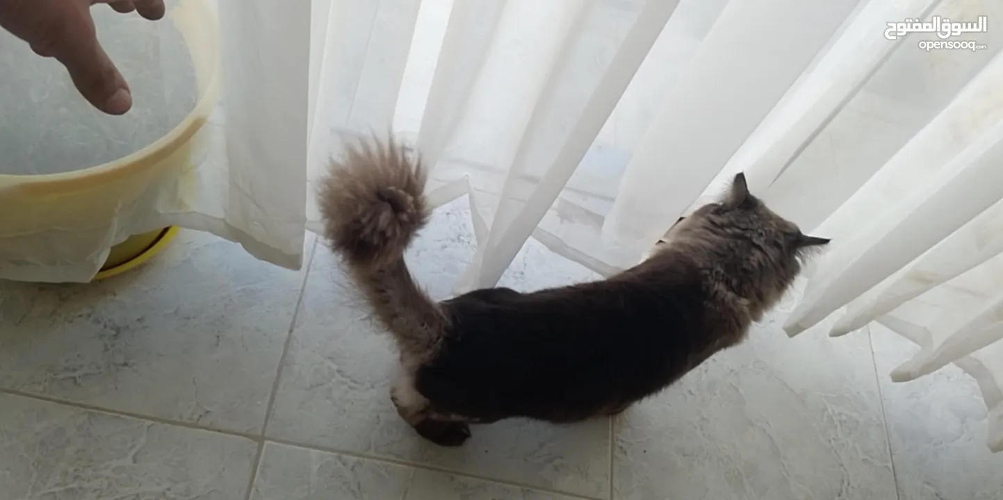 للبيع او للبدل على كلب  ذكر هيمالايا شوكليت بيور مزواج