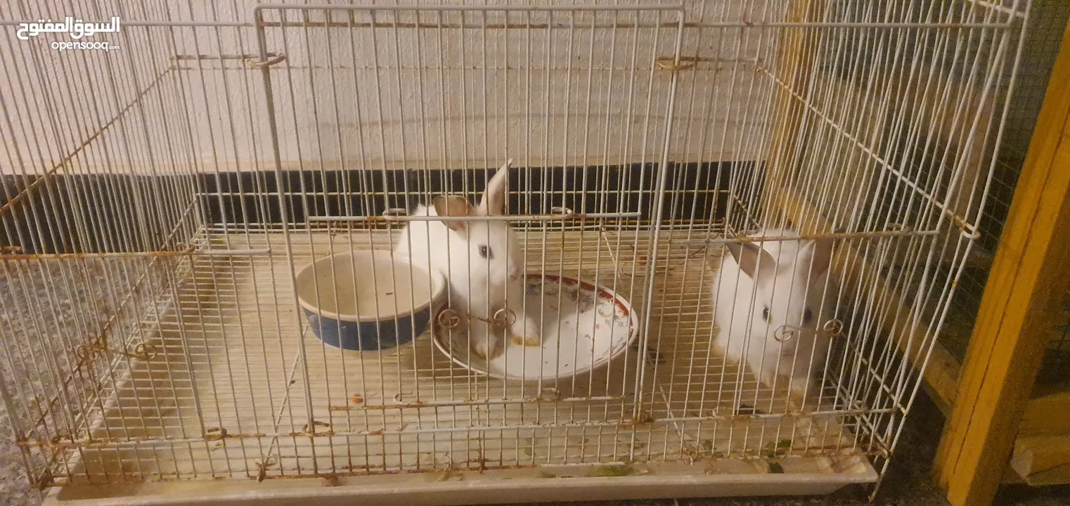 tow small rabbits  for sale with cage