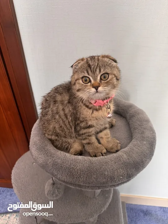 سكوتش فولد انثى سكوتش فولد جولدن تابي pure Scottish fold females   Vaccinated  dewormed