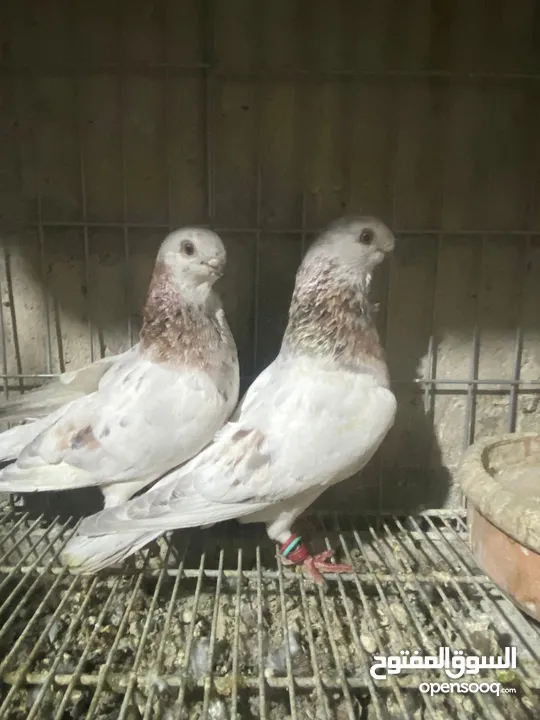جوز ذبابنا صفر الصلاه عالنبي شغلات مكفولات للبيع