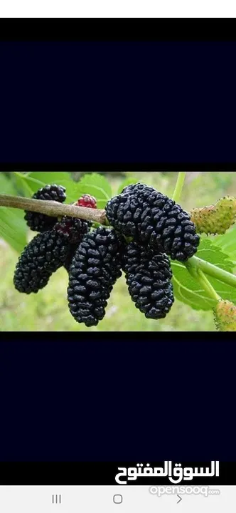 الأشجار المثمرة وأشجار الزينة هي الخيار الأمثل لمن يسعى إلى طبيعة خلابة ومحاصيل غنية!