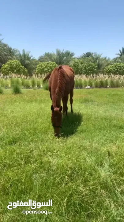 خيل بريطانيا ثربرد للسباق