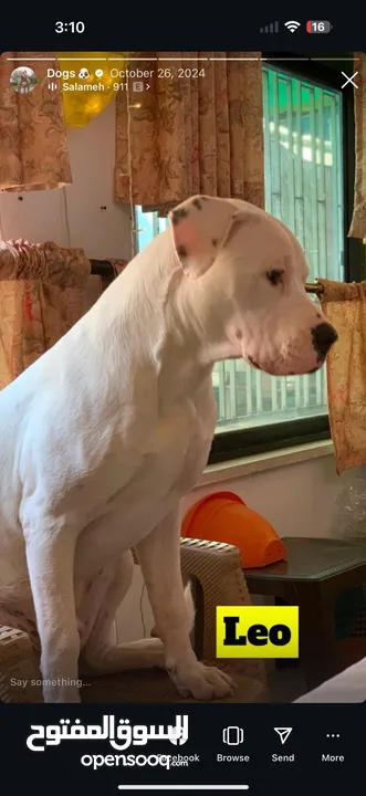 Dogo arganteno so danger and pretty at the same time  كلب دوجو ارجنتيتو للبيع لدواعي السفر