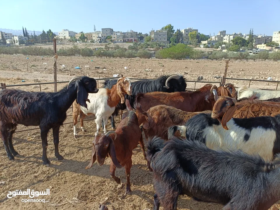 ماعز سمار بصلاة على النبي