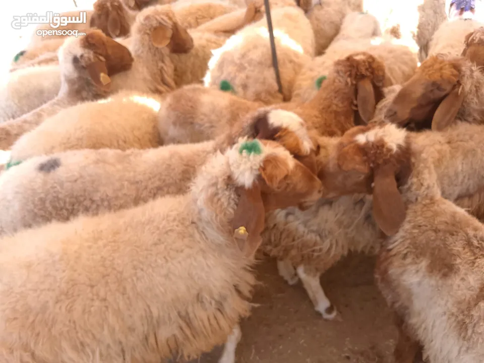 نفس الصور بالضبط أضاحي وعقيقه كبش صحراوي  اوزان من 19 ل30 لحم احجز ضحيتك ذبح أو دون ذبح السعر100ل150