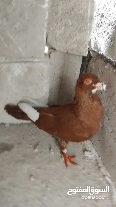 حمامي مسود احمر