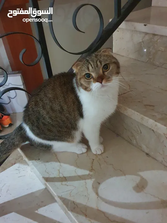 scottish fold for adoption