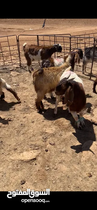 جديات الحم نخب اول