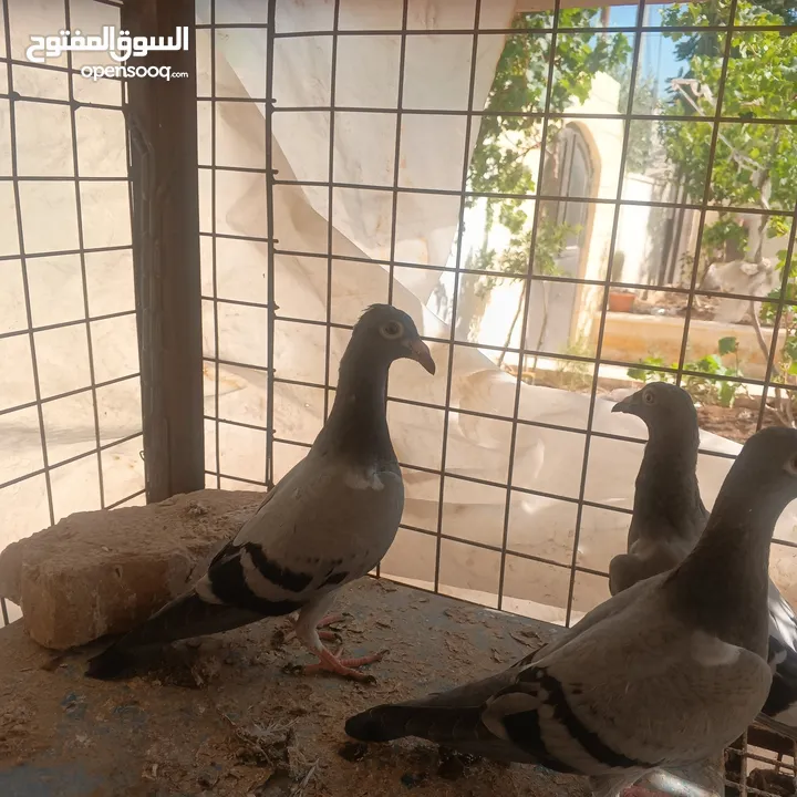 حمام زاجل فطام جديد دماء قوية  ثلاثة فراخ نخب  مطلوب 12دينار  اربع دينار الواحد