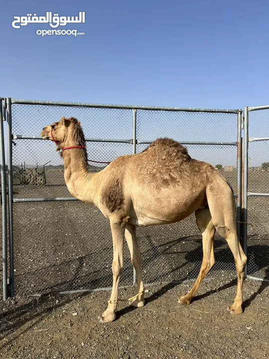 ناقه حايل متولده مرتين فقط