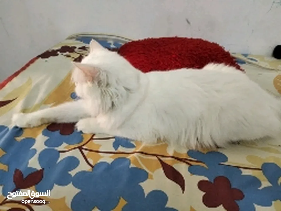Persian cat Femail