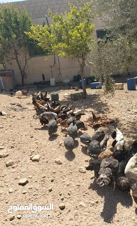 بسم الله ما شاء الله تبارك الله  متاح للبيع  جاج بلدي  حبش  وز  بط  فرعوني   الموقع الكرك ادر